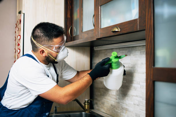 Best Local Pest Control Services  in Laguna Park, TX