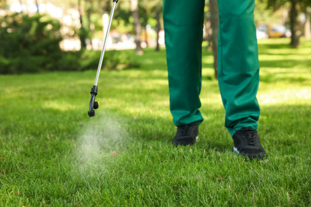 Best Flea Control Services  in Laguna Park, TX