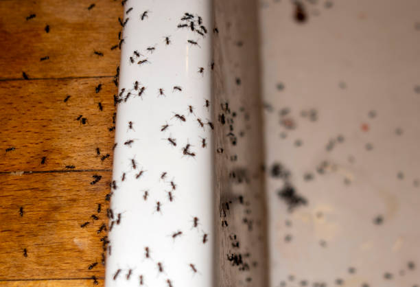 Best Pest Control Near Me in Laguna Park, TX