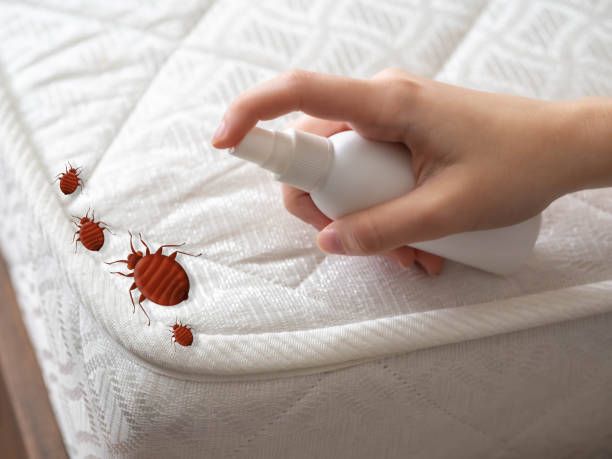 Best Emergency Pest Control  in Laguna Park, TX