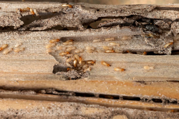 Pest Control Cost in Laguna Park, TX