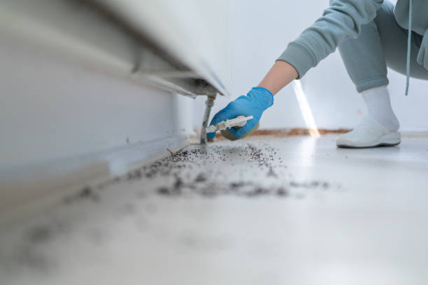 Wasp Removal Services in Laguna Park, TX